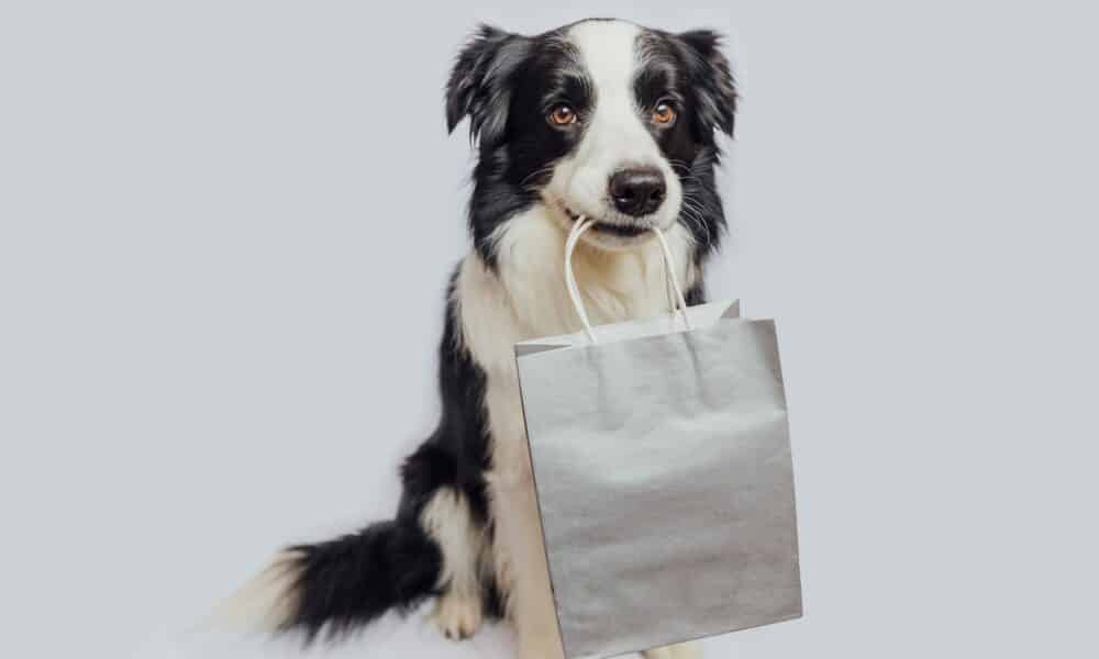 Border Collie Hoodies US and Canada