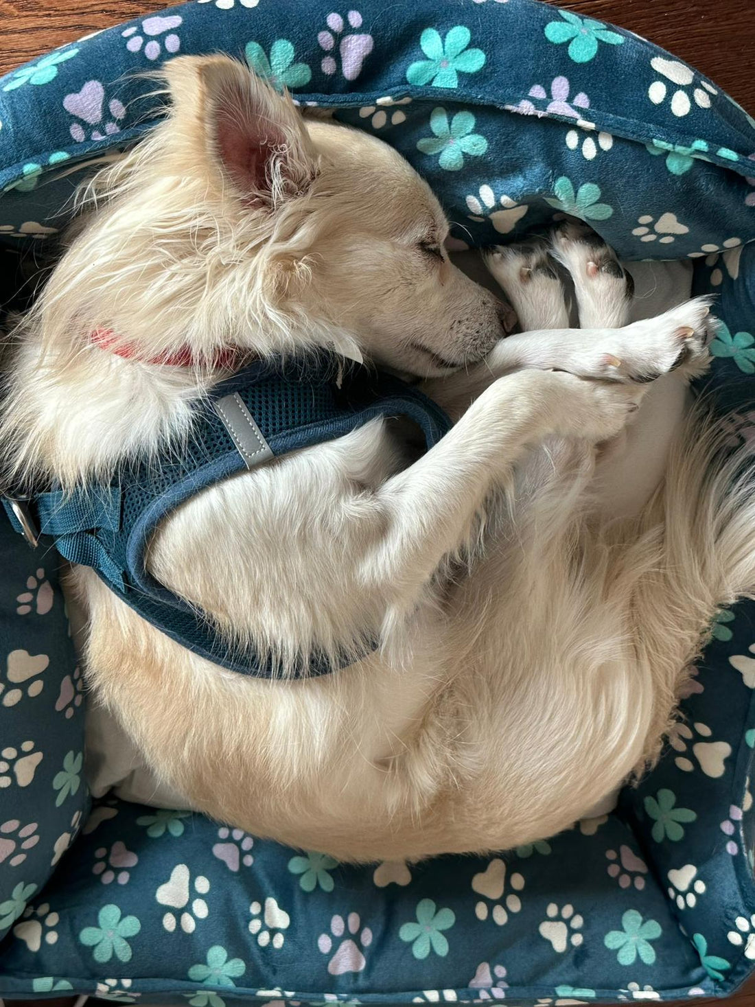 Fostering a Blind Dog: The Experience and Joy of Adoption