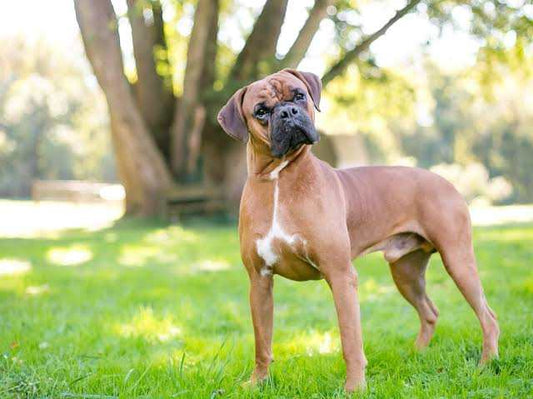 BOXER dog lover hoodies